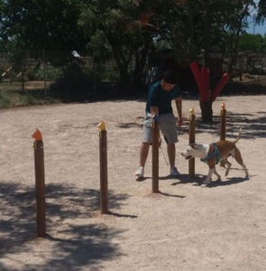 agility obstacle course 1