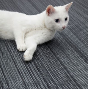 vinyl flooring
