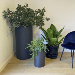 carbon cachepot