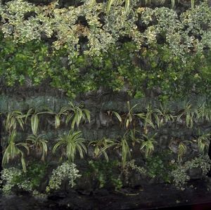 green wall with live plants