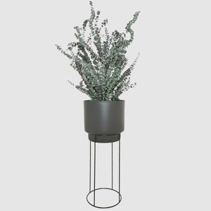 preserved ornamental plant