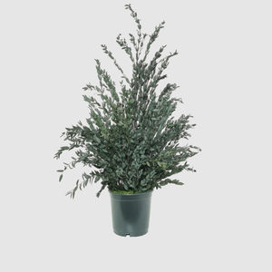 preserved ornamental plant