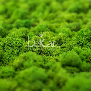 preserved green wall