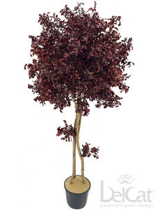 preserved ornamental plant