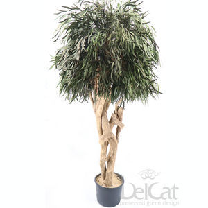 preserved ornamental plant