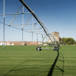 natural grass 1