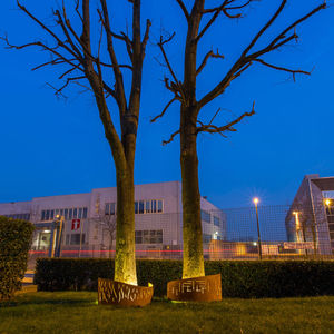 steel tree guard