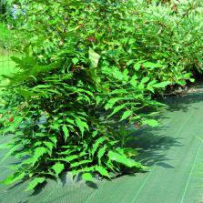 UV protection plastic mulch