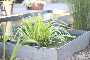 garden pond