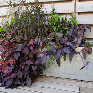 zinc planter