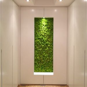 preserved green wall