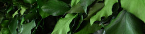 preserved green wall