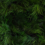 preserved green wall