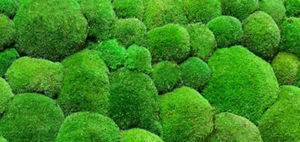 preserved green wall