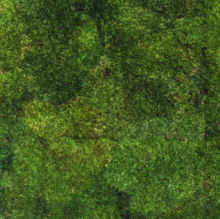 preserved green wall