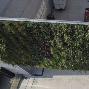 preserved green wall