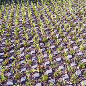 concrete grass paver