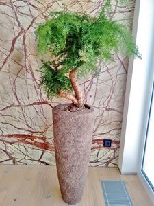 bonsai ornamental plant