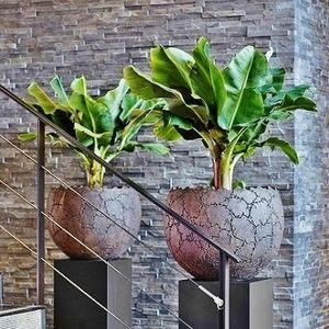 bonsai ornamental plant