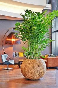 bonsai ornamental plant