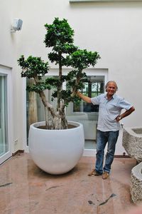 bonsai ornamental-plant