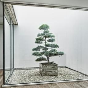 bonsai ornamental plant