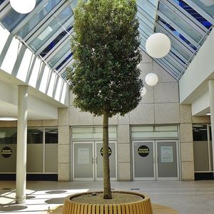 shopping center ornamental-plant