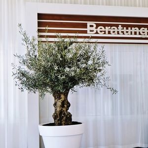 bonsai ornamental plant