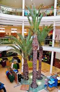 palms ornamental-plant