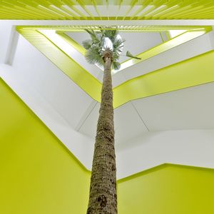 palms ornamental-plant