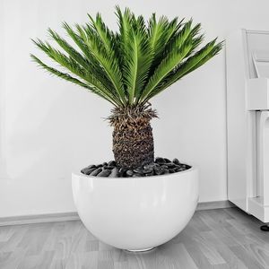 palms ornamental-plant