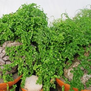 bonsai ornamental plant