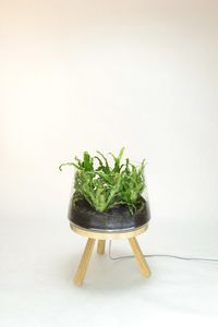table lamp / contemporary / oak / glass