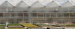 commercial greenhouse