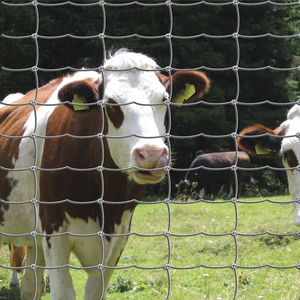 wire mesh fence