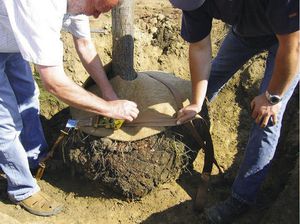 underground rootball fixing system