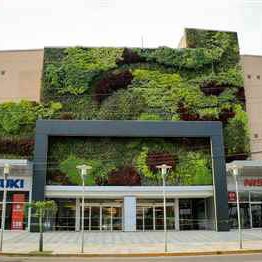 green wall with live plants