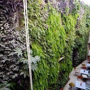 green wall with live plants