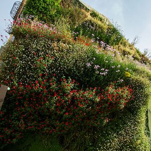 preserved green wall