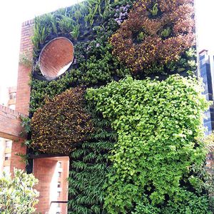 green wall with live plants