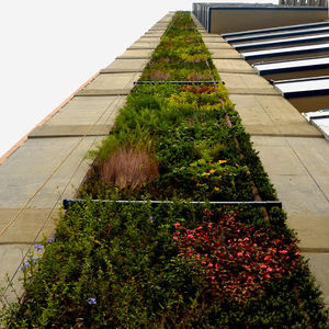 green wall with live plants