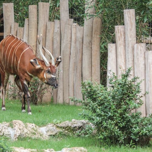 Louvered fence - ROBINIE - Braun Wuerfele - for animal enclosures / wooden / contemporary