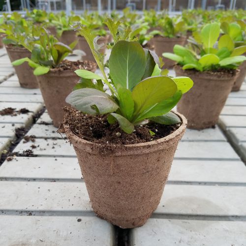 Wood fiber plant pot - R2 - JIFFY - round / home