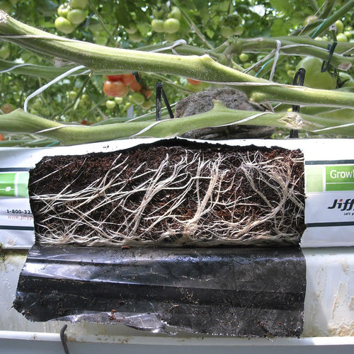 Coco peat growing medium - GROWBAG - JIFFY - bagged / coarse / for organic farming
