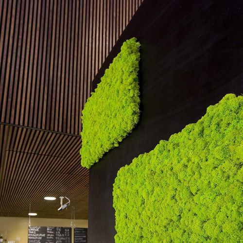 Ball preserved moss - SG-IS-FE - FlowerArt GmbH - for living frame / panel