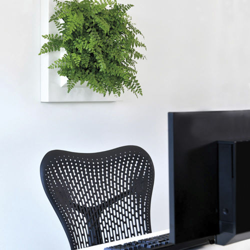 Living frame with live plants BIOMONTAGE LIVE BY NATURE natural
