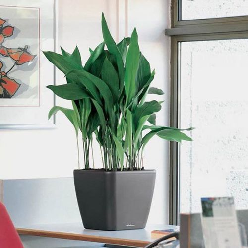 Concrete planter - SELF-WATERING - BY NATURE - plastic / stainless steel / aluminum