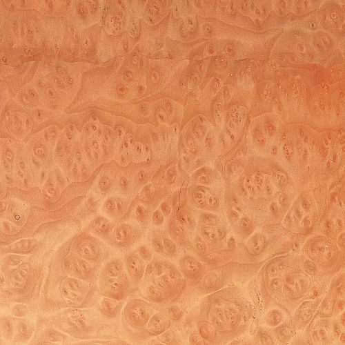 Wooden veneer - MADRONE BURL - SCHORN&GROH