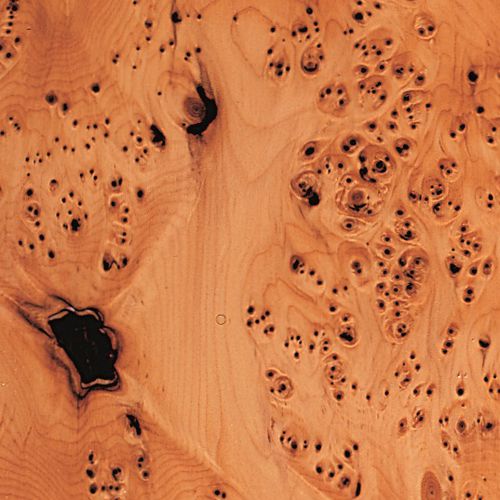Wooden veneer - YEW TREE - SCHORN&GROH