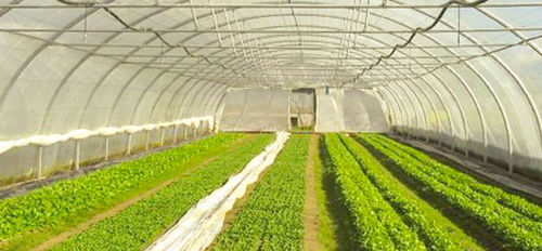 Commercial greenhouse - TUNNEL  - CMF GROUPE - gardening / single-span / plastic